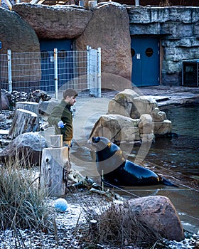 Zookeeper feeding african fur seals in the zoo.